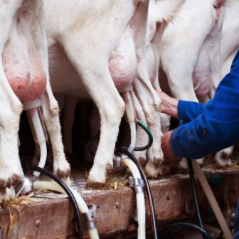 Farming_Stock - milking goats