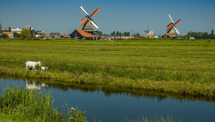 Home page_History_Dutch windmill with goats 